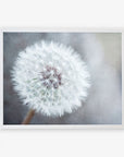 A framed photograph of a Neutral Grey Floral Print, 'Dandelion King' showcasing its delicate white filaments, produced on archival photographic paper, against a softly focused grey background by Offley Green.