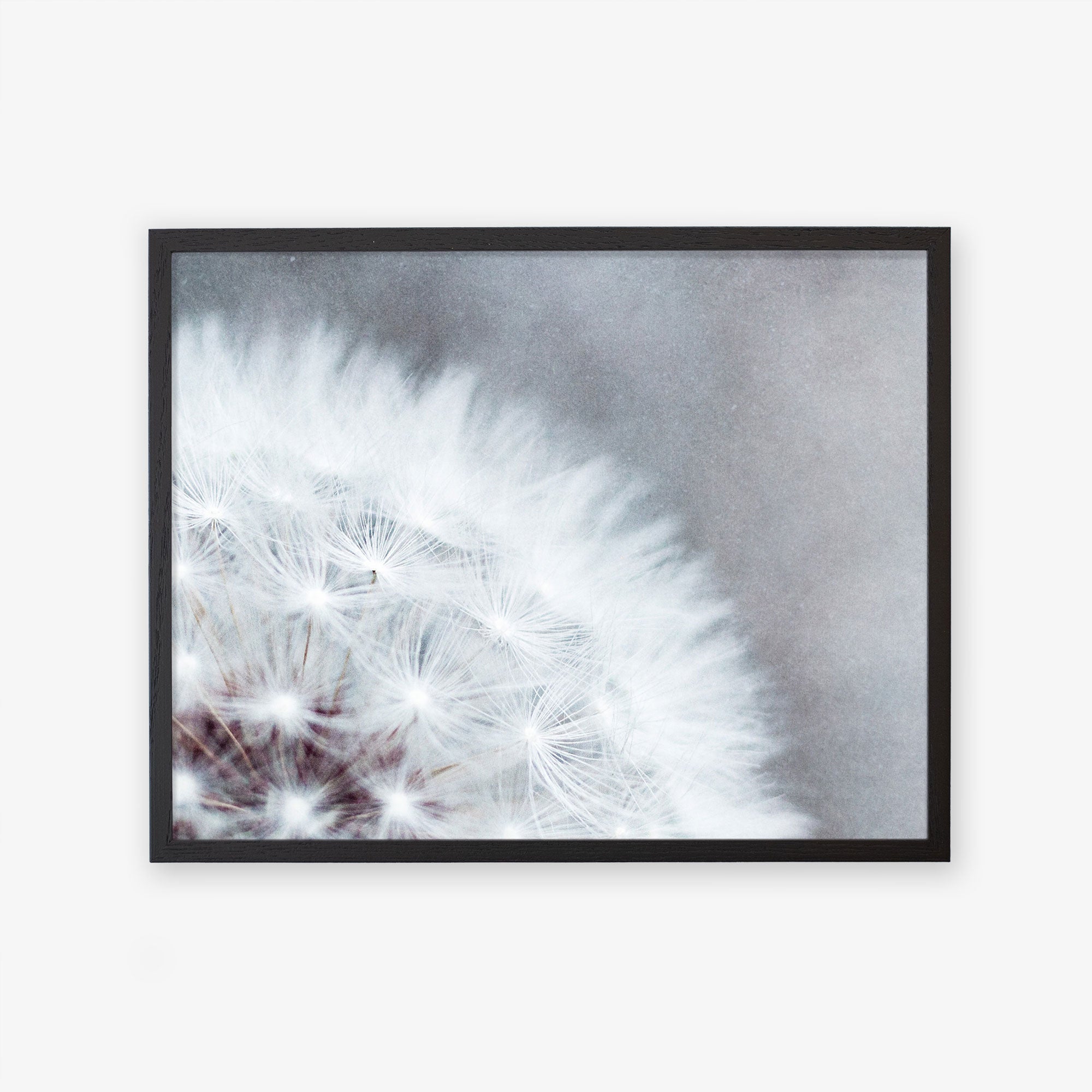 A framed photograph of a close-up view of a dandelion tuft, capturing the delicate details of the seeds against a soft, blurry background called Grey Botanical Print, &#39;Dandelion Queen&#39; by Offley Green.