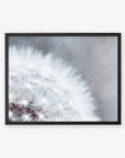 A framed photograph of a close-up view of a dandelion tuft, capturing the delicate details of the seeds against a soft, blurry background called Grey Botanical Print, 'Dandelion Queen' by Offley Green.