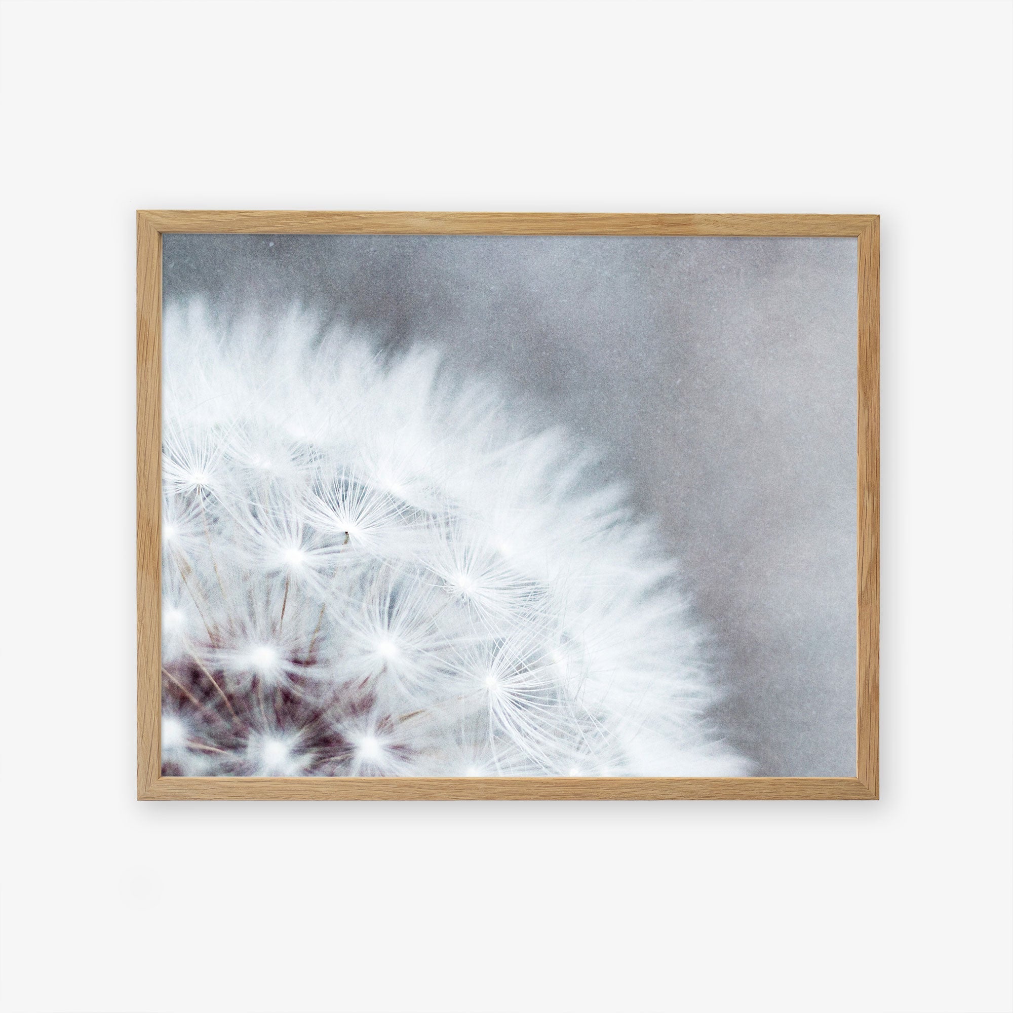A close-up image of a Grey Botanical Print, &#39;Dandelion Queen&#39; displayed in a wooden frame on plain white archival photographic paper by Offley Green, showcasing fine details and textures of the seeds.