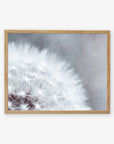 A close-up image of a Grey Botanical Print, 'Dandelion Queen' displayed in a wooden frame on plain white archival photographic paper by Offley Green, showcasing fine details and textures of the seeds.