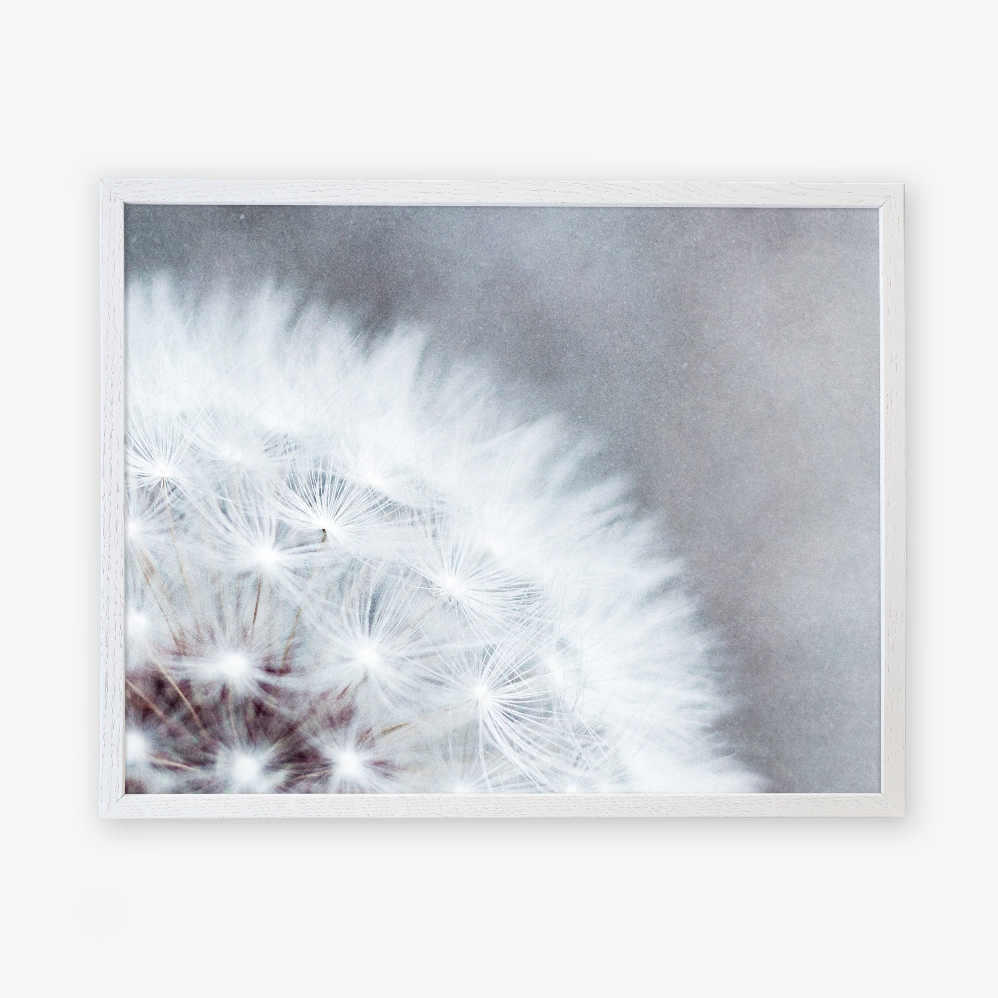 A close-up photograph of a Grey Botanical Print, &#39;Dandelion Queen&#39; by Offley Green, displaying delicate, fine seed structures. The image is framed on a white background for clarity and focus.