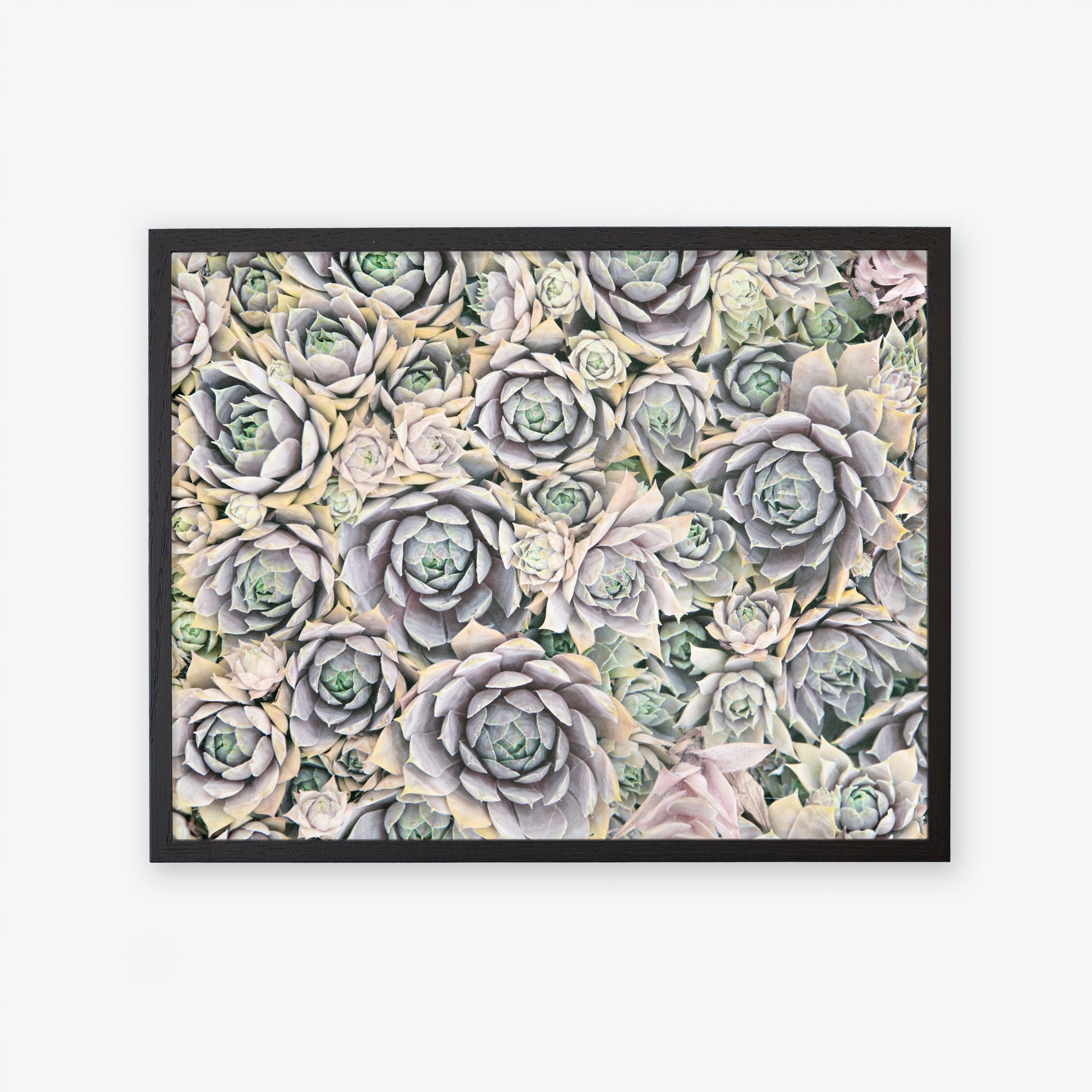 Black oak frame without matting