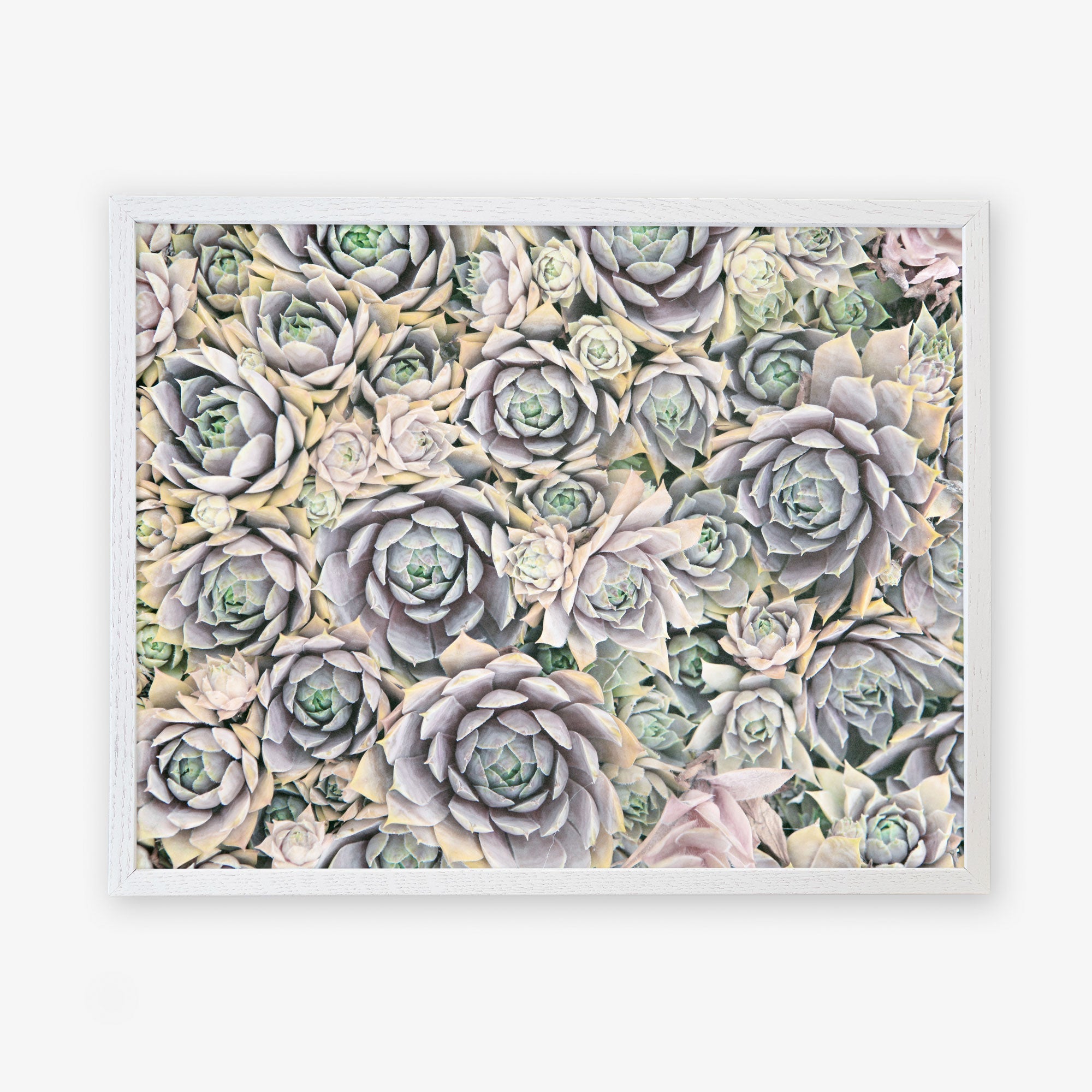 Pastel Green Botanical Print &#39;Succulents Forever&#39;