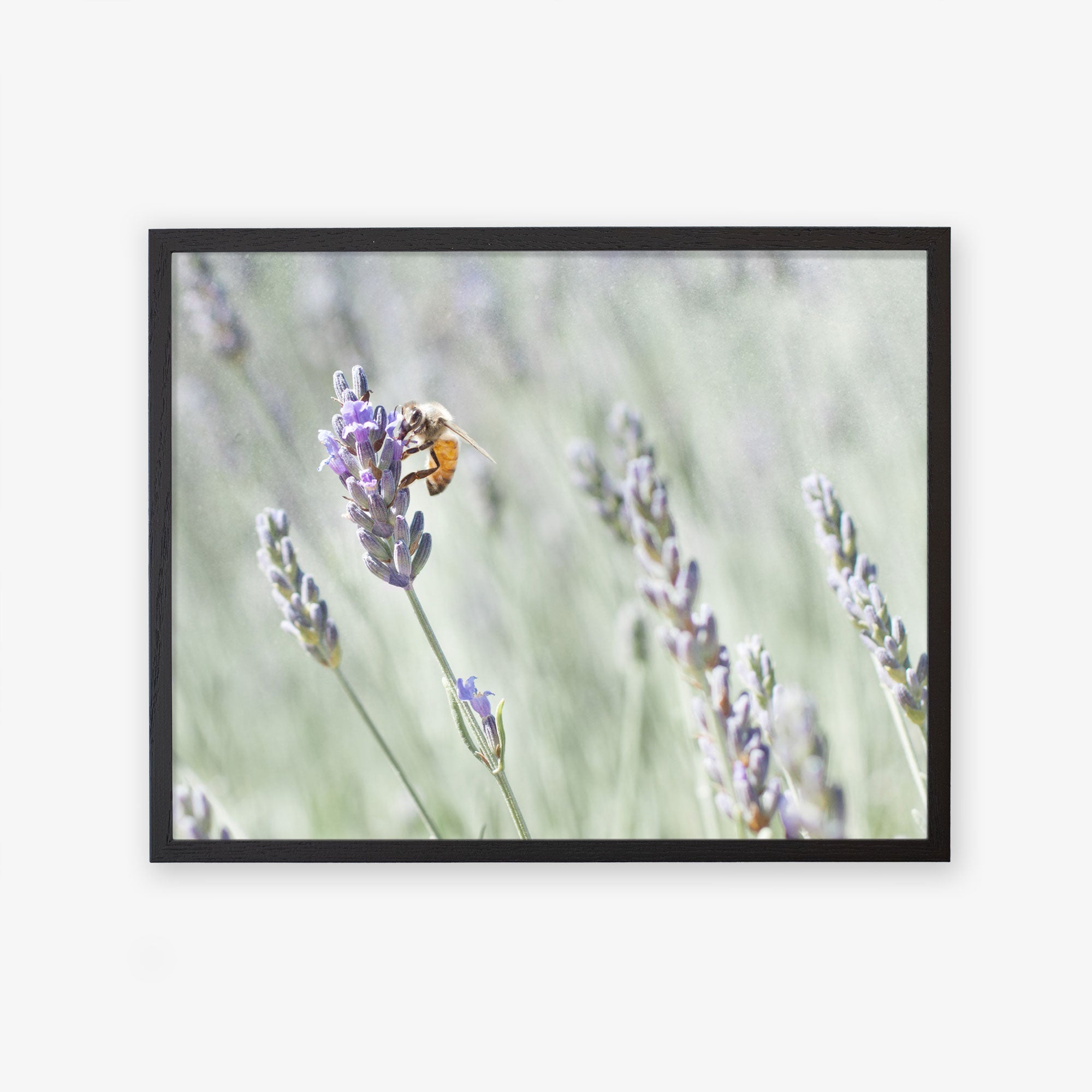 A framed photograph depicting a bee collecting nectar from a lavender bloom on a lavender farm, set against a blurred green background. This is the Offley Green Rustic Floral Print, &#39;Lavender for Bees&#39;.