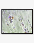 A framed photograph depicting a bee collecting nectar from a lavender bloom on a lavender farm, set against a blurred green background. This is the Offley Green Rustic Floral Print, 'Lavender for Bees'.