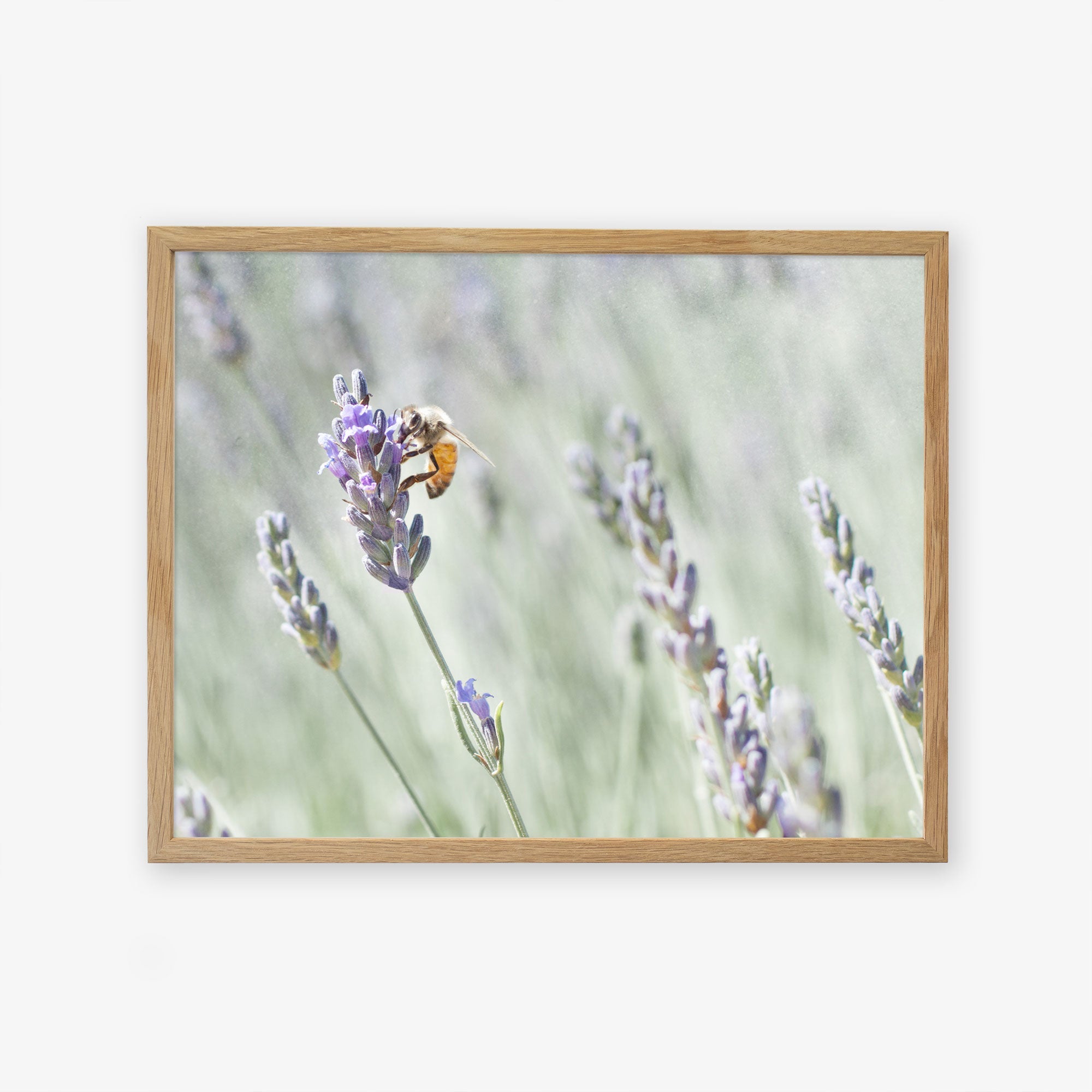A framed wall art of a bee perched on a lavender stalk, with a blurred background of a lavender farm, showcasing natural colors and a serene setting by Offley Green&#39;s Rustic Floral Print, &#39;Lavender for Bees&#39;.