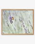 A framed wall art of a bee perched on a lavender stalk, with a blurred background of a lavender farm, showcasing natural colors and a serene setting by Offley Green's Rustic Floral Print, 'Lavender for Bees'.