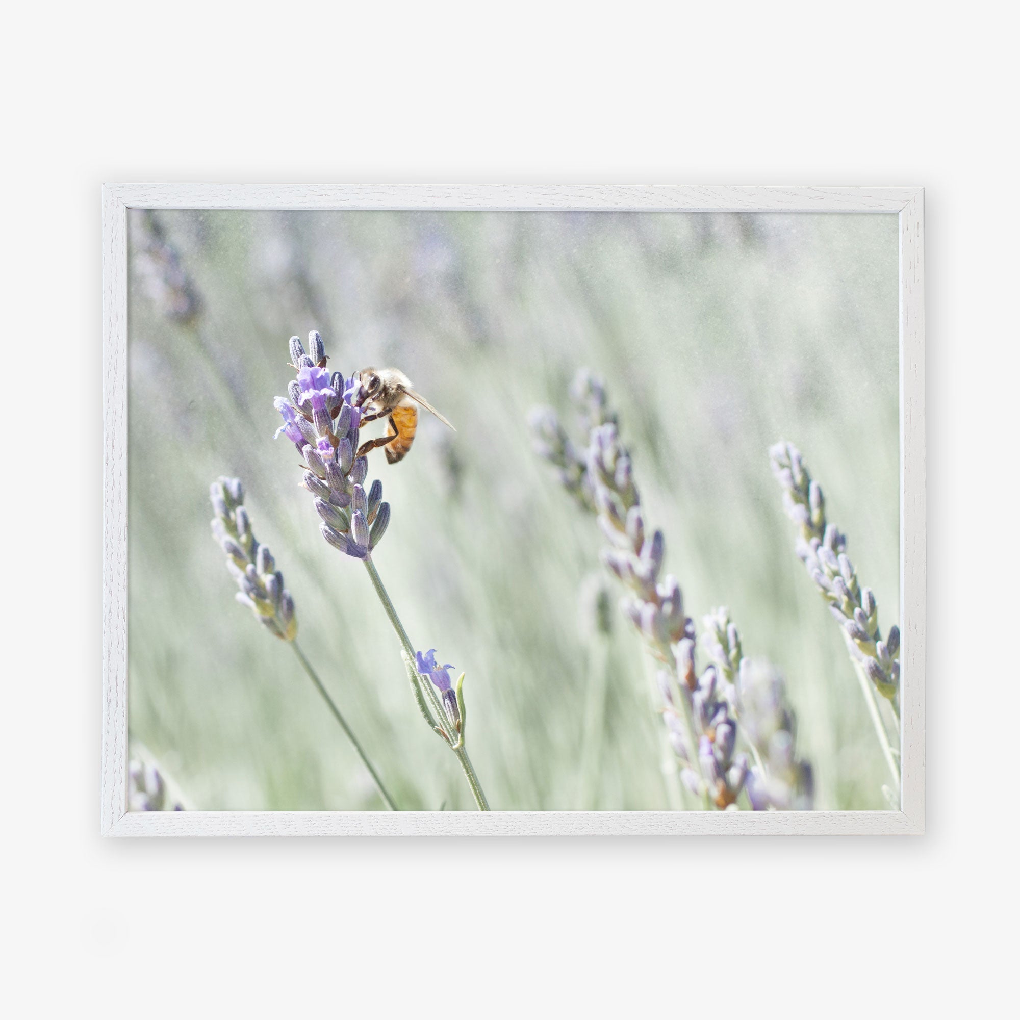 A bee collecting pollen on a lavender flower, framed in a simple white border, against a soft-focus background of a lavender farm. Offley Green&#39;s Rustic Floral Print, &#39;Lavender for Bees&#39;.
