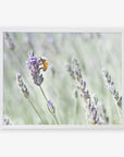 A bee collecting pollen on a lavender flower, framed in a simple white border, against a soft-focus background of a lavender farm. Offley Green's Rustic Floral Print, 'Lavender for Bees'.