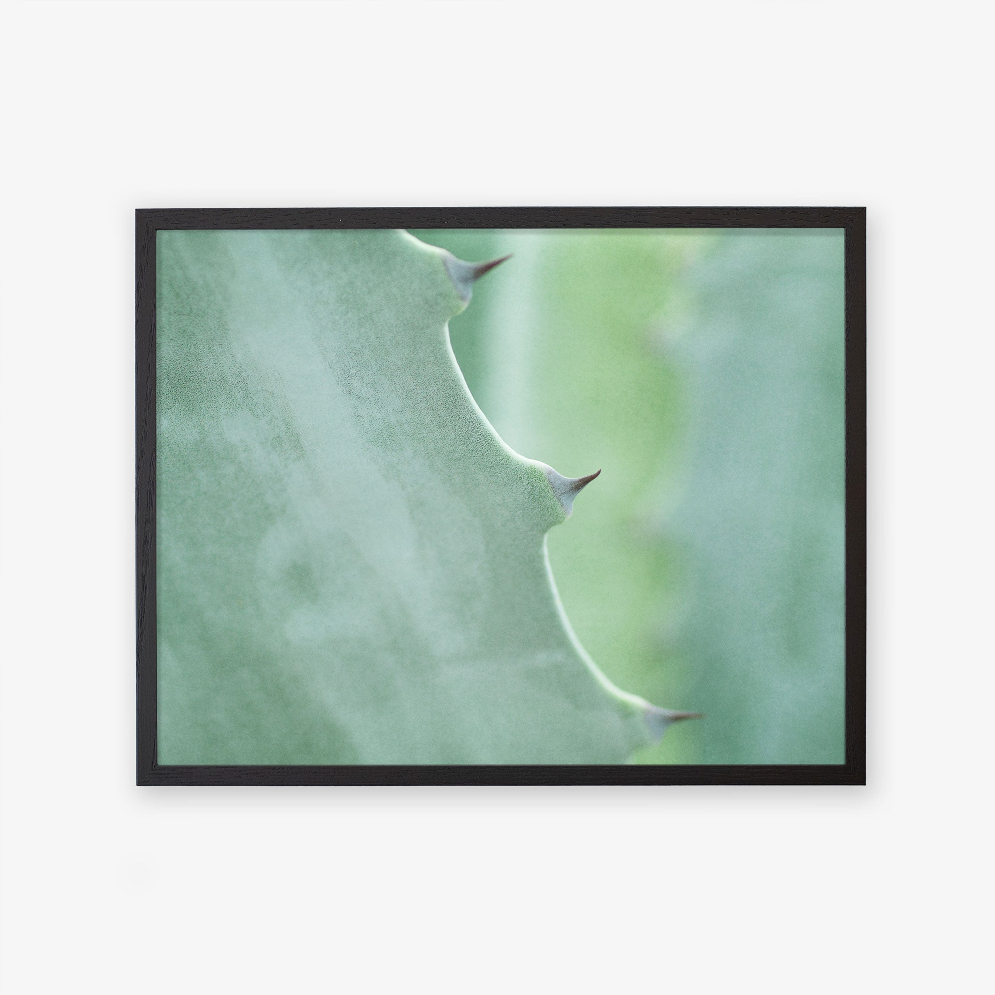 Close-up photo of an Offley Green Mint Green Botanical Print, &#39;Aloe Vera Spikes&#39; plant leaf with sharp thorns on its edges, framed and displayed on a wall. The background is softly blurred, emphasizing the leaf detail.