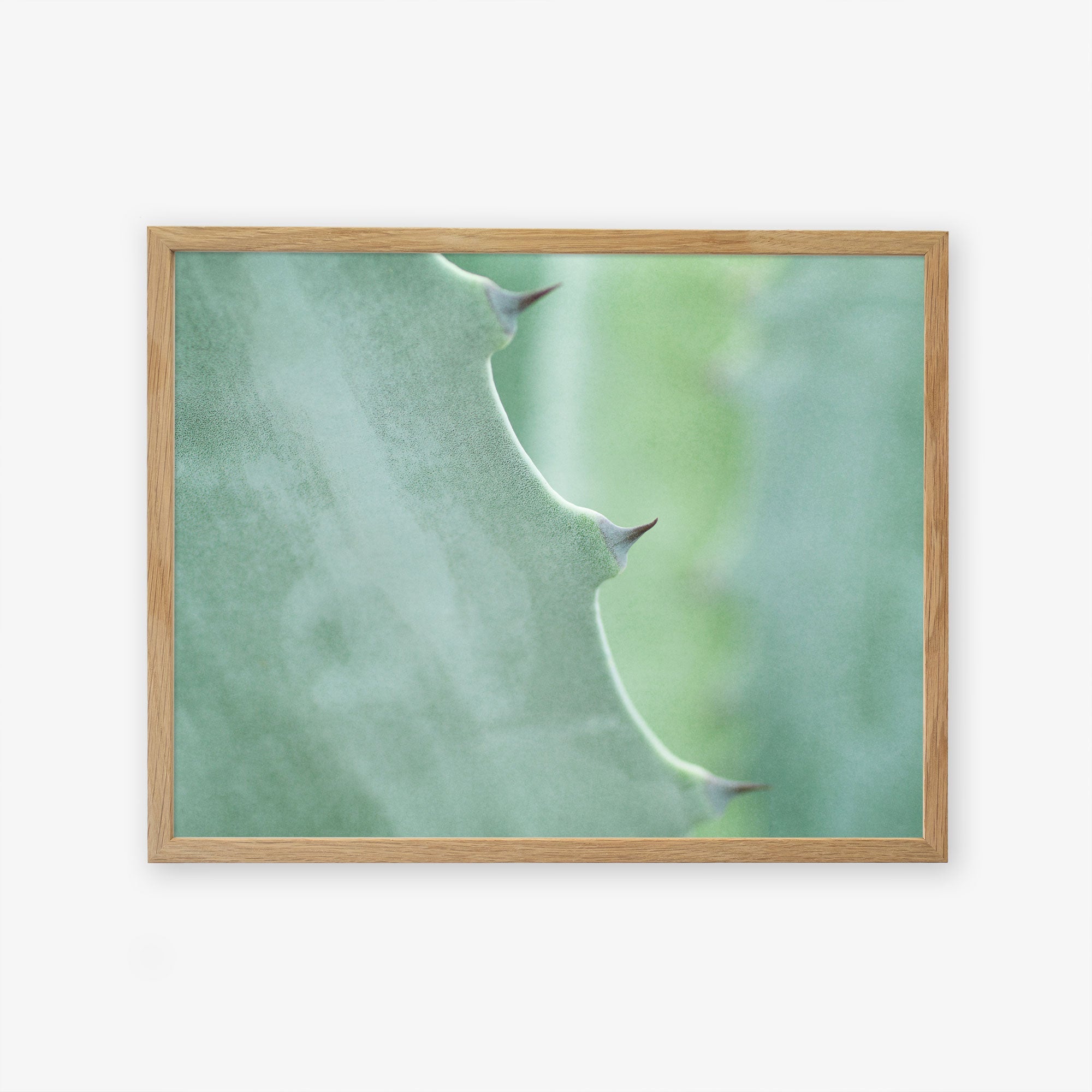 A close-up photo of an Offley Green Mint Green Botanical Print, &#39;Aloe Vera Spikes&#39;, displayed on archival photographic paper against a plain background. The focus is on the texture and natural details of the plant.