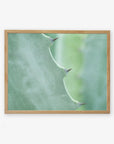 A close-up photo of an Offley Green Mint Green Botanical Print, 'Aloe Vera Spikes', displayed on archival photographic paper against a plain background. The focus is on the texture and natural details of the plant.