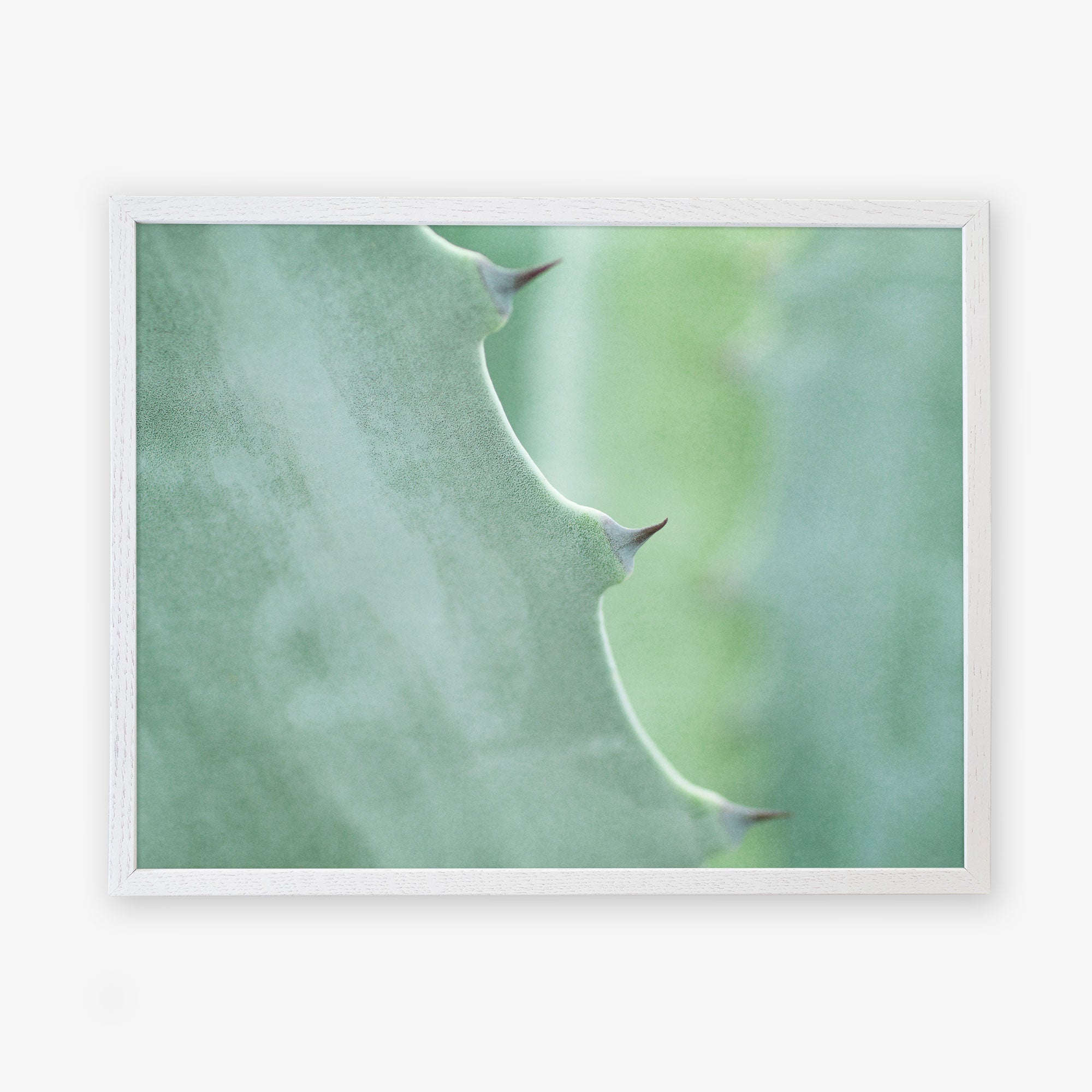 Close-up photo of a green Offley Green Mint Green Botanical Print, &#39;Aloe Vera Spikes&#39; leaf with sharp thorns on its edge, framed by a white border, focusing on the texture and natural details.