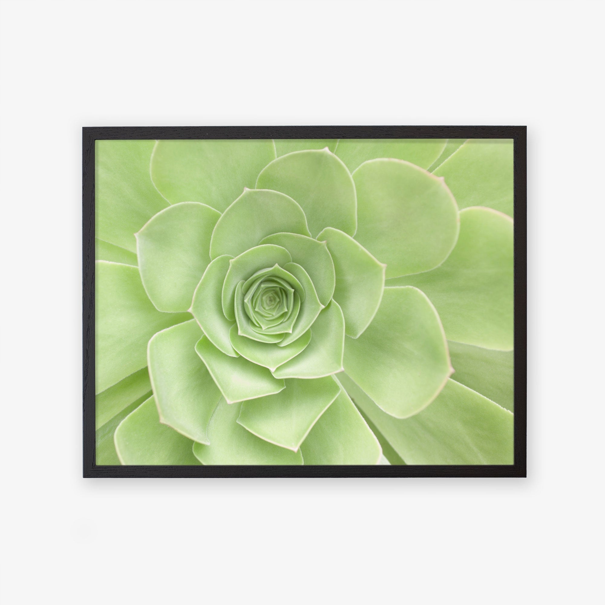 Black oak frame without matting
