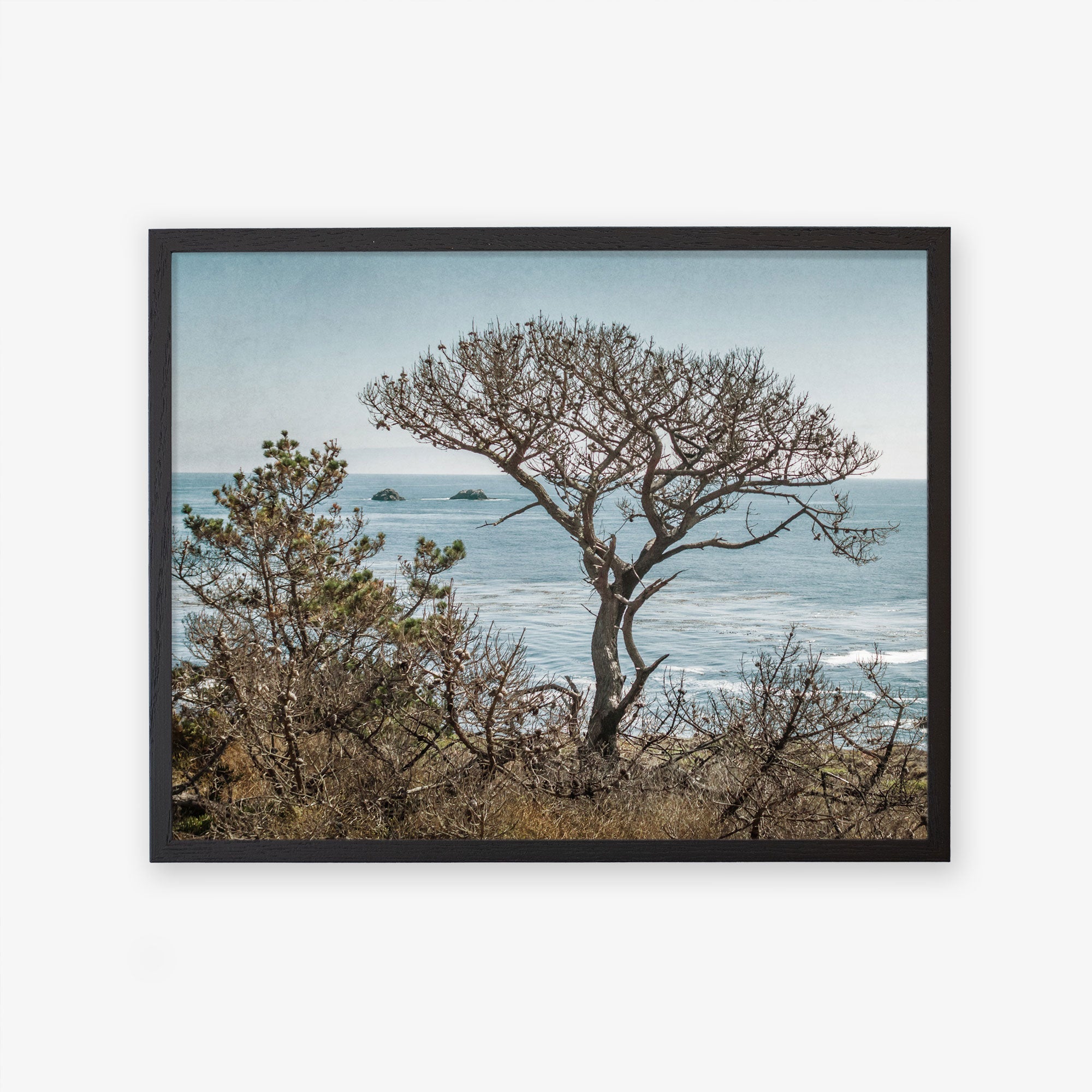 A framed photo of a windswept tree on a coastline overlooking the ocean, with distant rocks visible in the water under a clear sky, captured in Big Sur - Offley Green&#39;s California Landscape Art in Big Sur, &#39;Wind Blown Tree.&#39;
