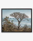 A framed photo of a windswept tree on a coastline overlooking the ocean, with distant rocks visible in the water under a clear sky, captured in Big Sur - Offley Green's California Landscape Art in Big Sur, 'Wind Blown Tree.'