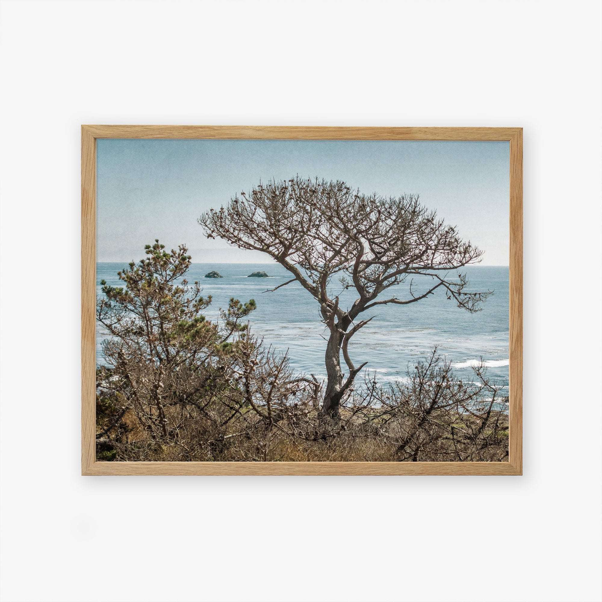 A framed picture of California Landscape Art in Big Sur, &#39;Wind Blown Tree&#39; by Offley Green, with twisted branches overlooking a calm sea, captured on archival photographic paper, with distant islands visible under a clear sky.