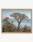 A framed picture of California Landscape Art in Big Sur, 'Wind Blown Tree' by Offley Green, with twisted branches overlooking a calm sea, captured on archival photographic paper, with distant islands visible under a clear sky.
