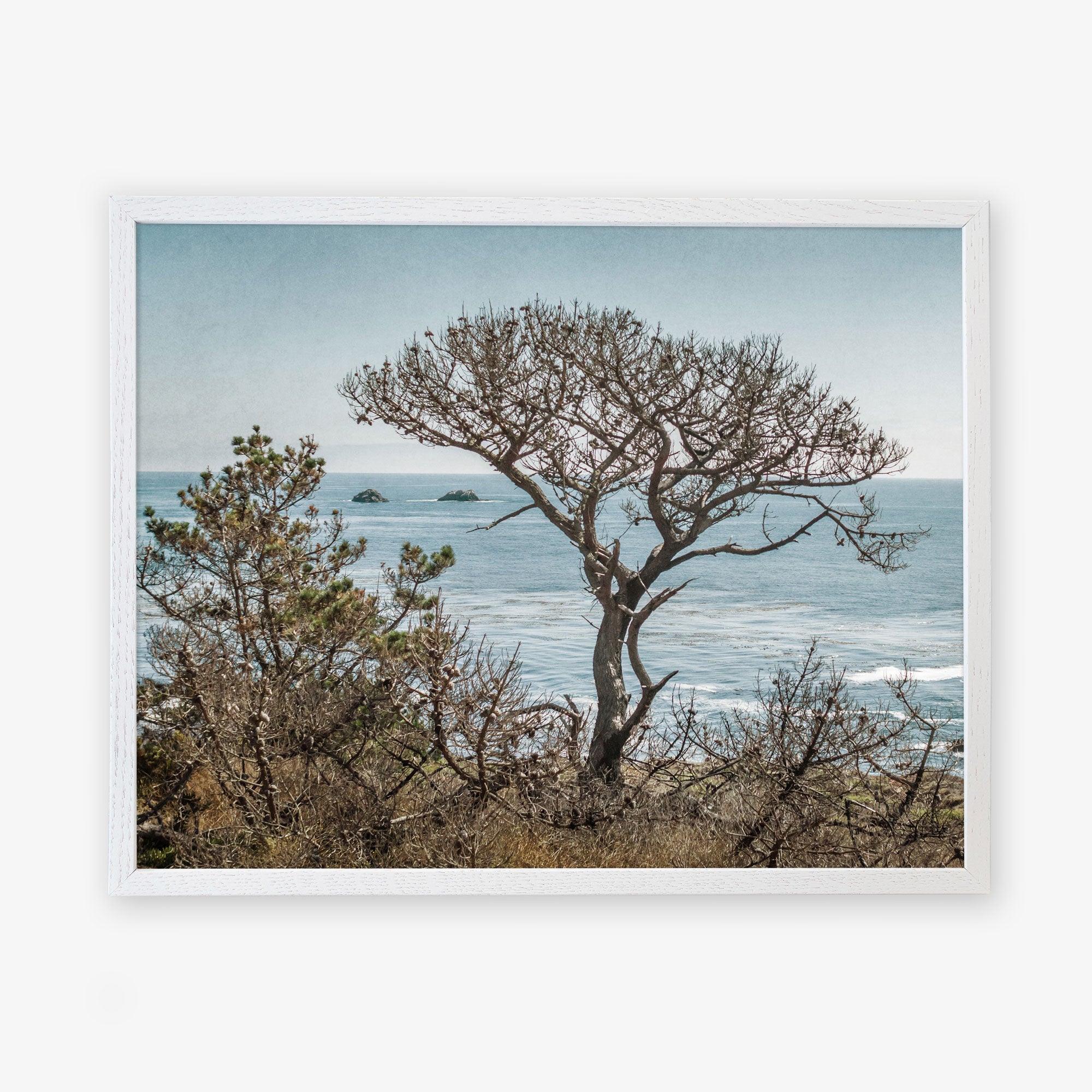 A framed photograph of California Landscape Art in Big Sur, &#39;Wind Blown Tree&#39; by Offley Green, overlooking the ocean with distant rocks protruding from the water, captured on archival photographic paper.