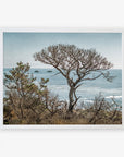 A framed photograph of California Landscape Art in Big Sur, 'Wind Blown Tree' by Offley Green, overlooking the ocean with distant rocks protruding from the water, captured on archival photographic paper.