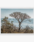 White oak frame without matting