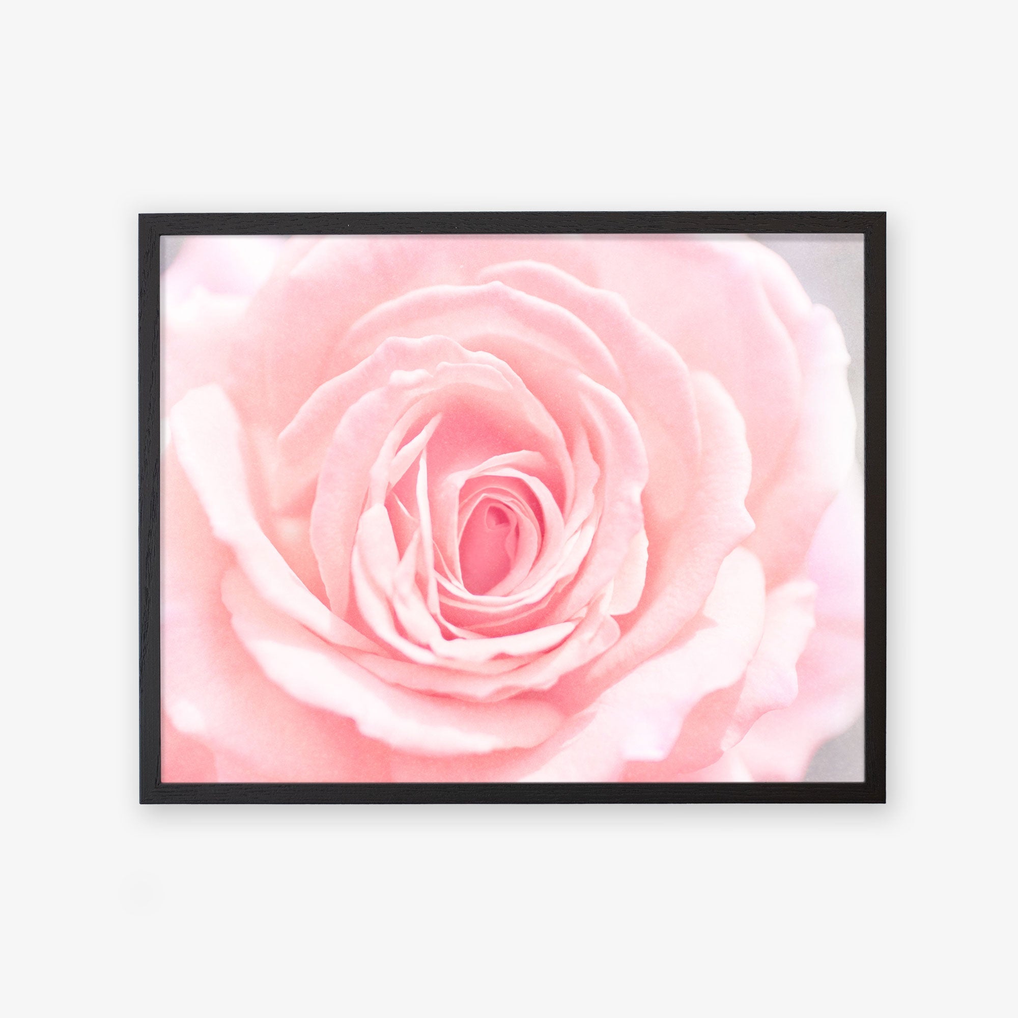 Framed photograph of a Pink Rose Print, &#39;Pink and Shabby&#39; in bloom, highlighting the intricate layers of its petals, displayed against a white background by Offley Green.