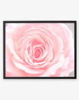 Framed photograph of a Pink Rose Print, 'Pink and Shabby' in bloom, highlighting the intricate layers of its petals, displayed against a white background by Offley Green.