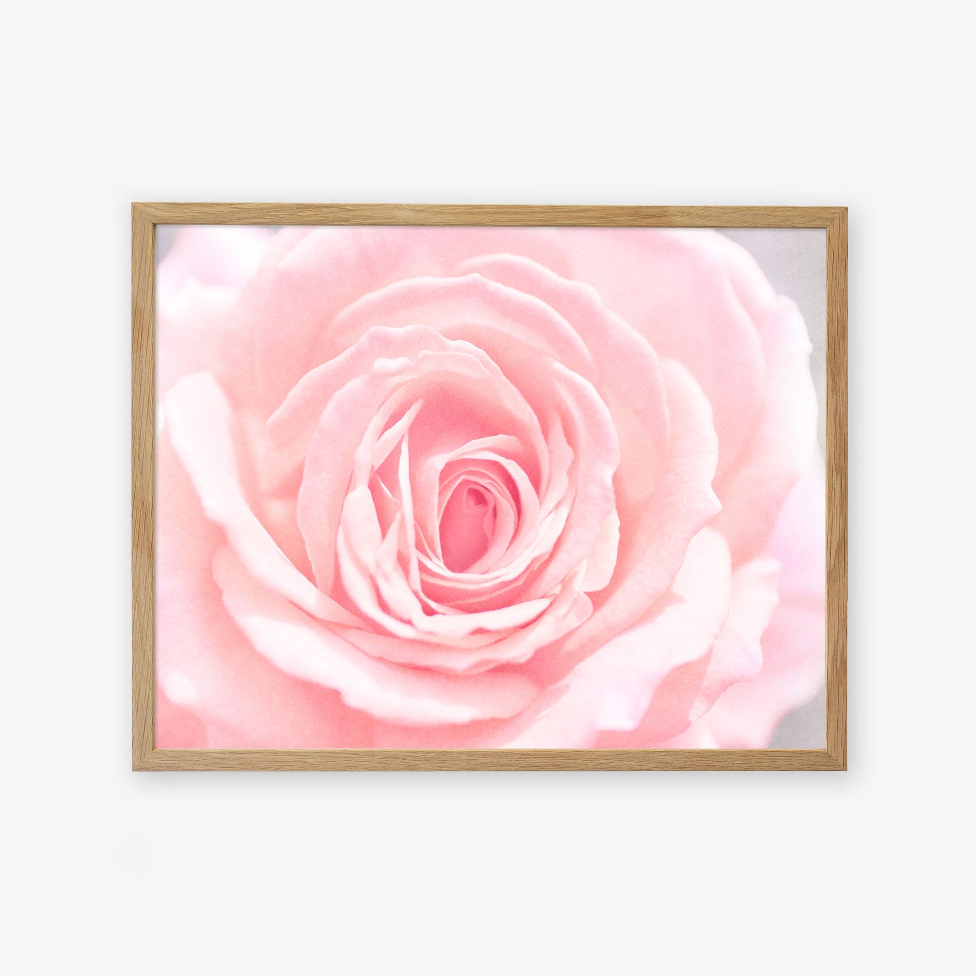 A framed image of Pink Rose Print by Offley Green, centered and filling the frame, with soft petals visually layered, displayed against a white background.