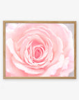 A framed image of Pink Rose Print by Offley Green, centered and filling the frame, with soft petals visually layered, displayed against a white background.