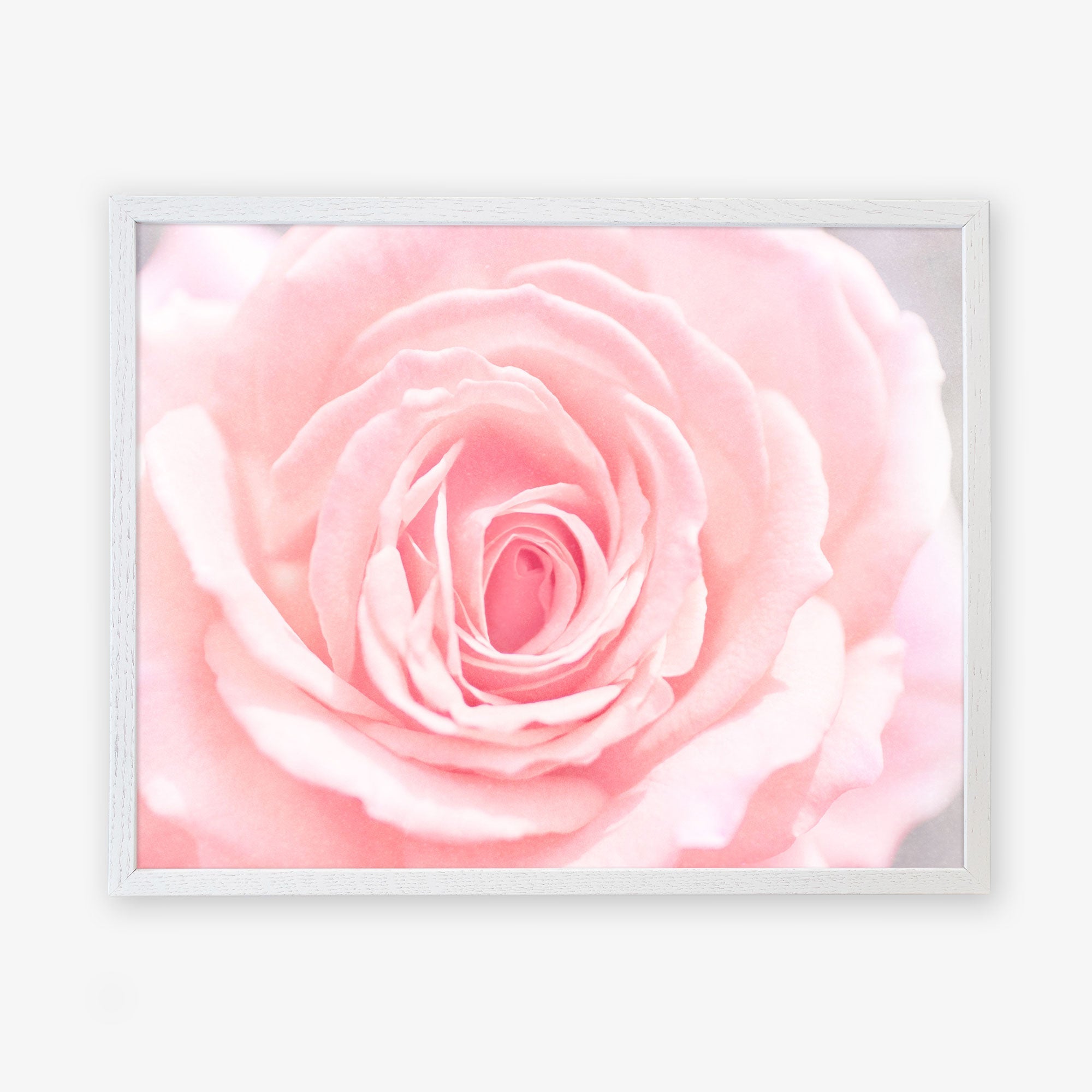 A framed close-up image of a pink rose in bloom with delicate, layered petals, displayed against a lightly textured white background. The rose is centered and fills the frame, presented on archival photographic paper. - Offley Green&#39;s Pink Rose Print, &#39;Pink and Shabby&#39;