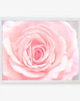 A framed close-up image of a pink rose in bloom with delicate, layered petals, displayed against a lightly textured white background. The rose is centered and fills the frame, presented on archival photographic paper. - Offley Green's Pink Rose Print, 'Pink and Shabby'