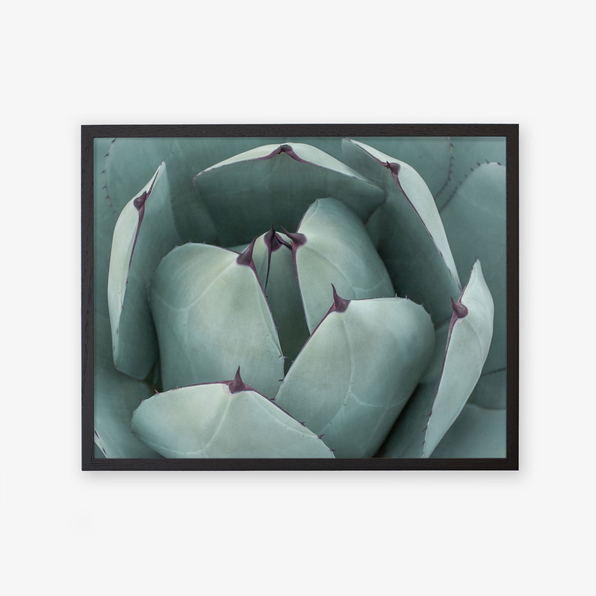 A close-up photo of a succulent plant with thick, pale green leaves tipped with small, sharp purple points, displayed as an Offley Green unframed &#39;Abstract Teal Green Botanical Print, Teal Petals&#39;.