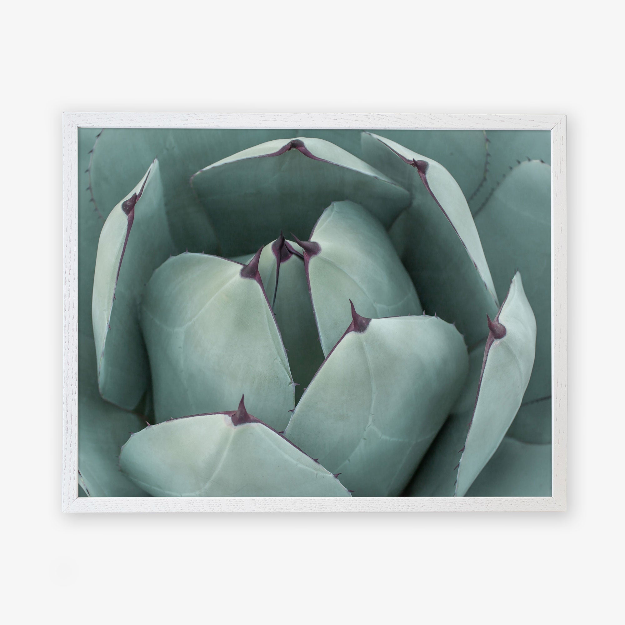 Close-up of a blue-green succulent plant with thick, fleshy leaves that have slightly pointy, purplish tips, printed on Offley Green&#39;s Abstract Teal Green Botanical Print, &#39;Teal Petals&#39; archival photographic paper.