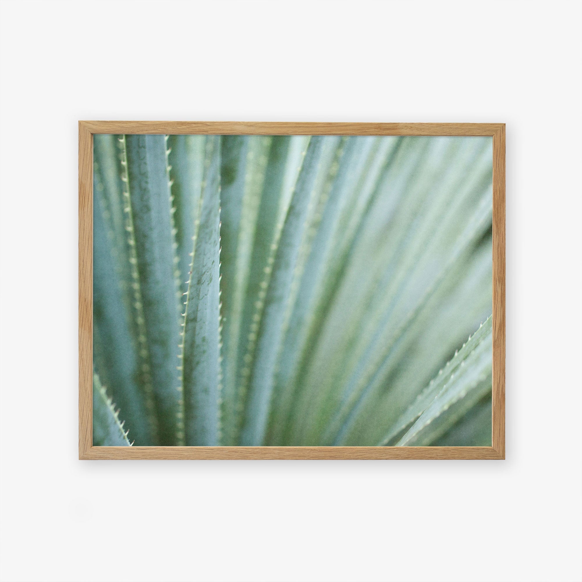A close-up photograph of a green agave plant with sharp edges, displayed unframed against a white background, featuring the Offley Green Abstract Green Botanical Print, &#39;Strands and Spikes&#39;.