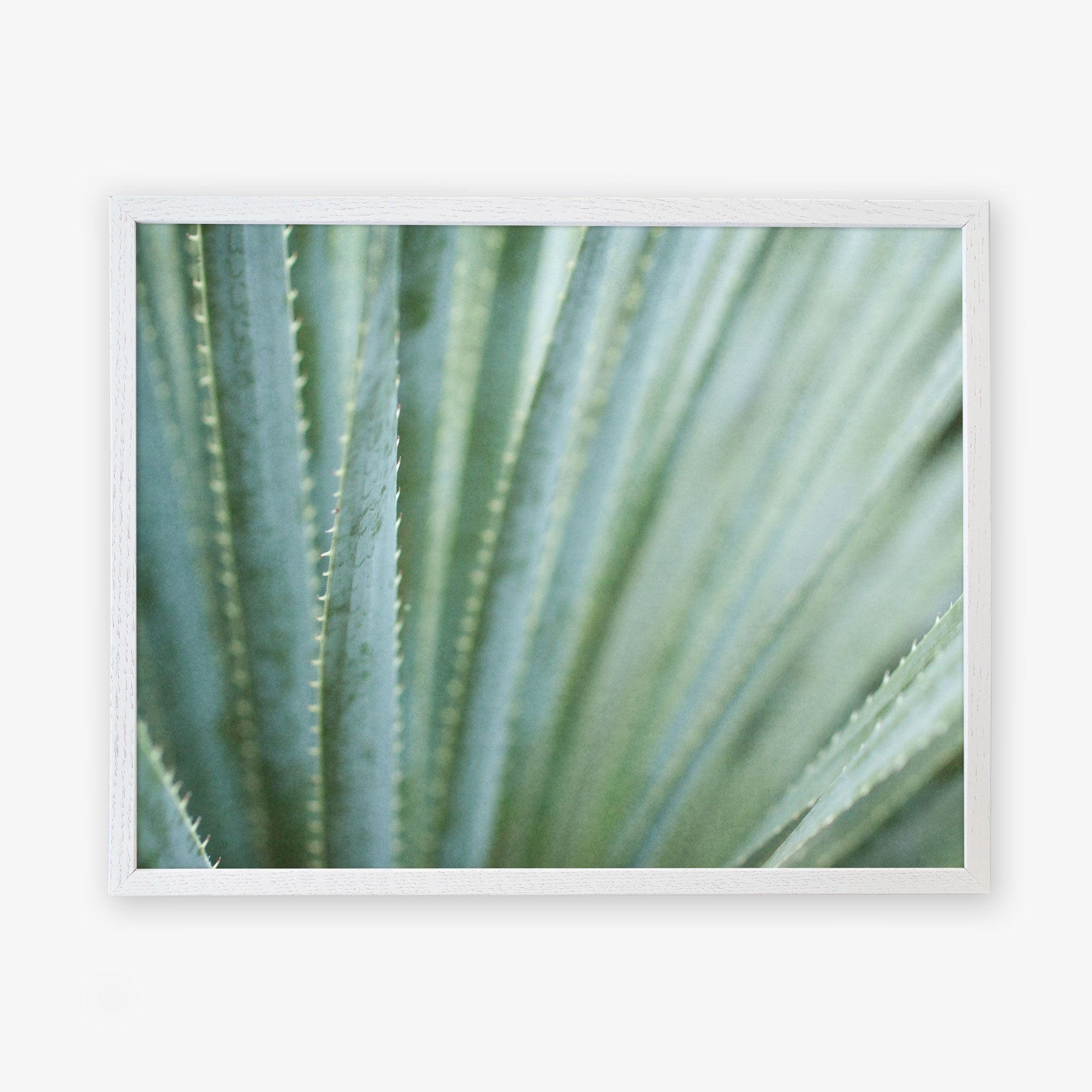 A close-up photo of a green agave plant, showing its pointed, serrated leaves, printed on archival photographic paper. 

becomes

An Abstract Green Botanical Print, &#39;Strands and Spikes&#39; by Offley Green, showcasing a green agave plant with pointed, serrated leaves.