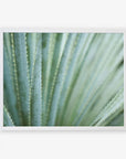 A close-up photo of a green agave plant, showing its pointed, serrated leaves, printed on archival photographic paper. 

becomes

An Abstract Green Botanical Print, 'Strands and Spikes' by Offley Green, showcasing a green agave plant with pointed, serrated leaves.