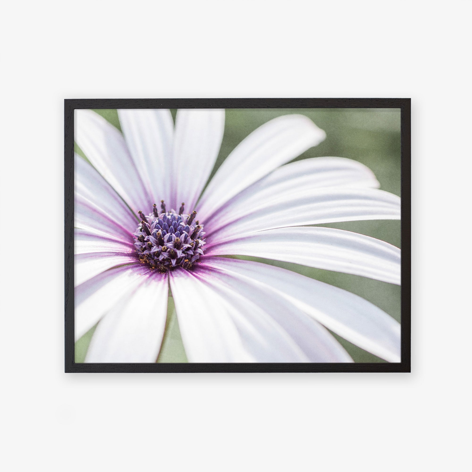 An unframed image of a Large White Daisy Flower Print, &#39;Bed of Petals&#39; by Offley Green, with purple stripes radiating from its central violet cluster, set against a blurred green background.