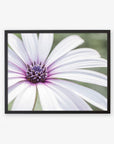 An unframed image of a Large White Daisy Flower Print, 'Bed of Petals' by Offley Green, with purple stripes radiating from its central violet cluster, set against a blurred green background.
