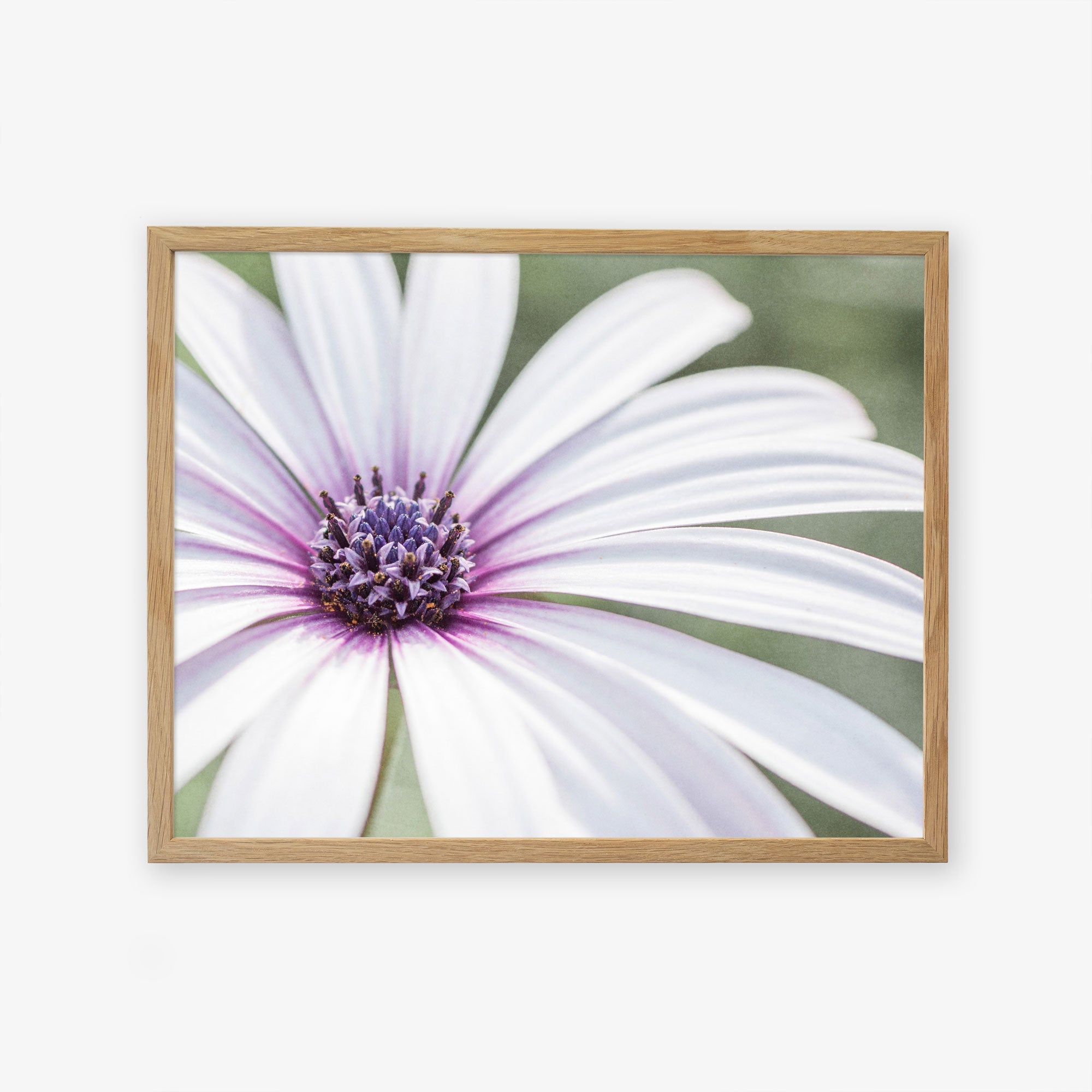 A close-up photo of a Large White Daisy Flower Print, &#39;Bed of Petals&#39;, vividly detailed, printed on archival photographic paper and displayed against a white background by Offley Green.