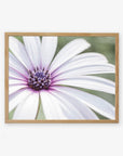 A close-up photo of a Large White Daisy Flower Print, 'Bed of Petals', vividly detailed, printed on archival photographic paper and displayed against a white background by Offley Green.