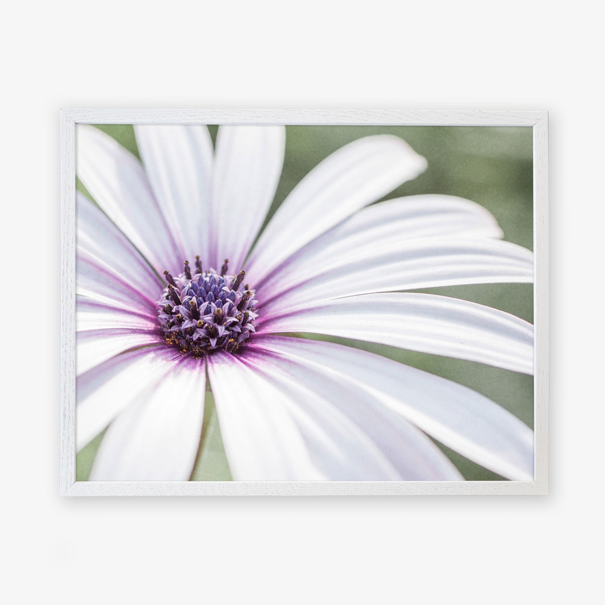 A close-up photo of a Large White Daisy Flower Print, &#39;Bed of Petals&#39; by Offley Green, captured on archival photographic paper, framed against a blurry green background.