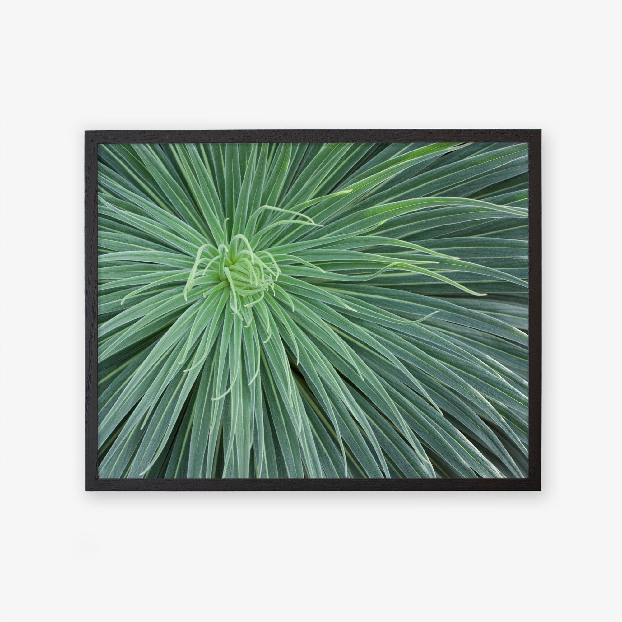 Black oak frame without matting