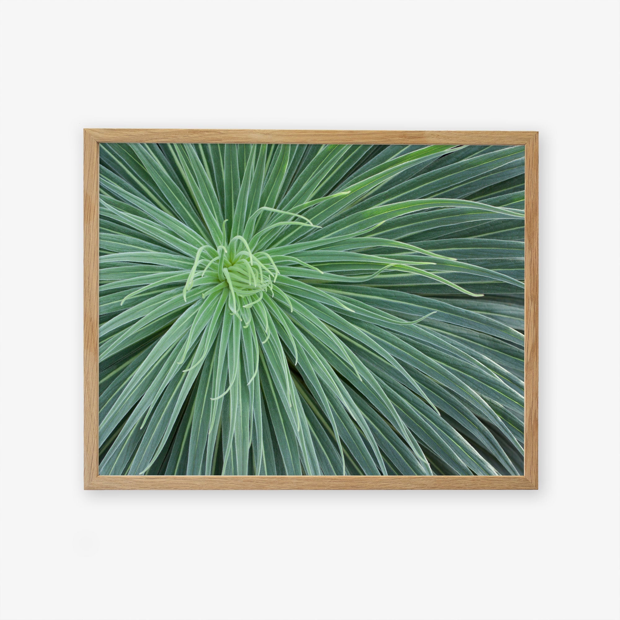 Natural oak frame without matting
