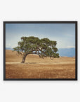 Black oak frame without matting