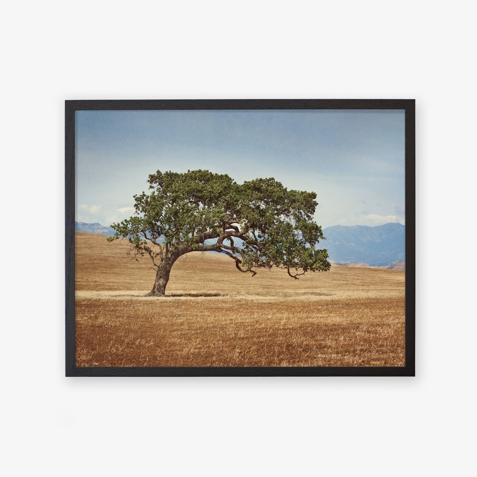 A framed photograph of a solitary California Oak Tree in a golden grassy field under a clear blue sky, with distant mountains partially obscured by haze in the background - Offley Green&#39;s &#39;Windswept&#39; Hawaii Palm Tree Print.