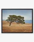 A framed photograph of a solitary California Oak Tree in a golden grassy field under a clear blue sky, with distant mountains partially obscured by haze in the background - Offley Green's 'Windswept' Hawaii Palm Tree Print.