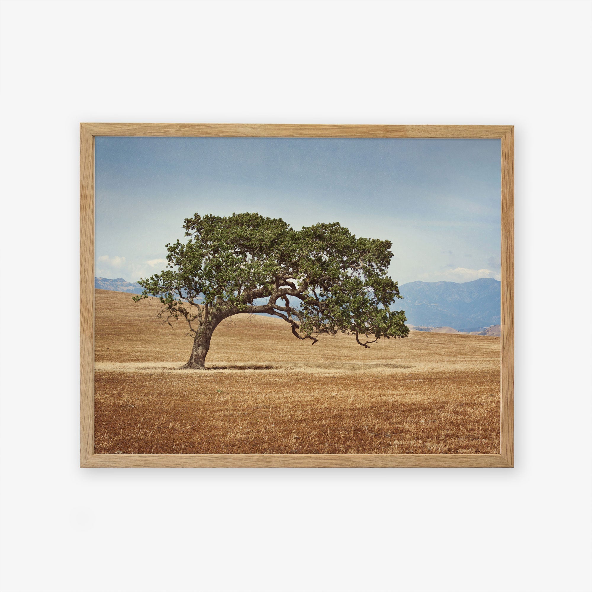 A framed realistic painting of a solitary California Oak Tree Print, &#39;Windswept&#39; with a lush canopy in a golden field of the Santa Ynez Valley, set against a backdrop of distant blue mountains under a clear sky by Offley Green.