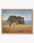 A framed realistic painting of a solitary California Oak Tree Print, 'Windswept' with a lush canopy in a golden field of the Santa Ynez Valley, set against a backdrop of distant blue mountains under a clear sky by Offley Green.