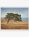 White oak frame without matting